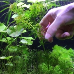 トリミング　脇芽をカット　アナカリス